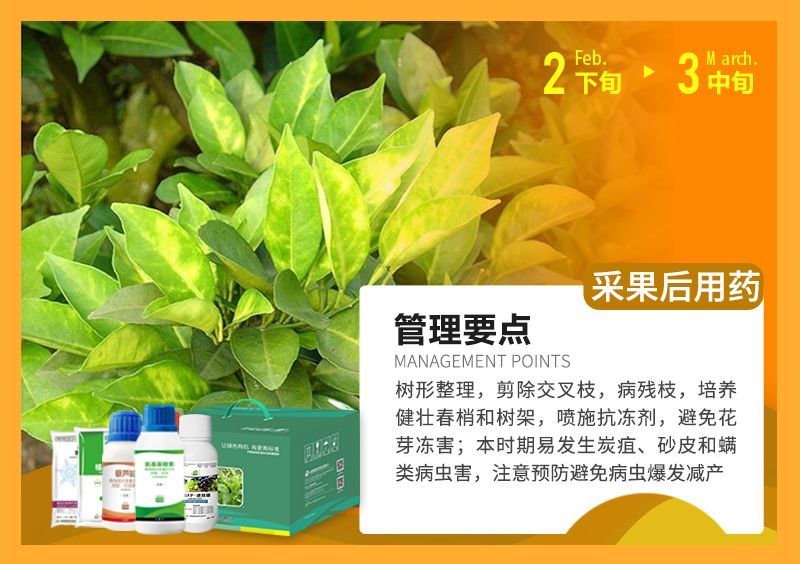 樹形整理，剪除交叉枝，病殘枝，培養(yǎng)健壯春梢和樹架，噴施抗凍劑，避免花芽?jī)龊?本時(shí)期易發(fā)生炭疽、砂皮和端類病蟲害，注意預(yù)防避免病蟲爆發(fā)減產(chǎn) 