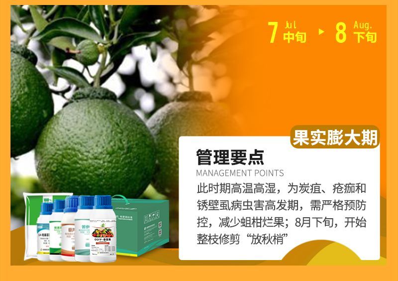 此時(shí)期高溫高濕，為炭疽、瘡癡和銹壁虱病蟲害高發(fā)期，需嚴(yán)格預(yù)防控，減少蛆柑爛果;8月下旬，開始整枝修剪“放秋梢”