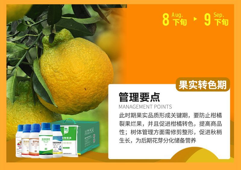 此時(shí)期果實(shí)品質(zhì)形成關(guān)鍵期，要防止柑橘裂果爛果，并且促進(jìn)柑橘轉(zhuǎn)色，提高商品性;樹(shù)體管理方面需修剪整形，促進(jìn)秋梢生長(zhǎng)，為后期花芽分化儲(chǔ)備營(yíng)養(yǎng)