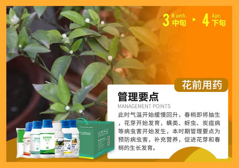 此時(shí)氣溫開始緩慢回升，春梢即將抽生花芽開始發(fā)育，蠕類、蚜蟲、炭疽病等病蟲害開始發(fā)生，本時(shí)期管理要點(diǎn)為預(yù)防病蟲害，補(bǔ)充營(yíng)養(yǎng)，促進(jìn)花芽和春梢的生長(zhǎng)發(fā)育。