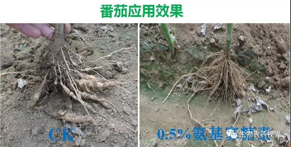 氨基寡糖素 - 植物的免疫衛(wèi)士，根結(jié)線蟲的克星