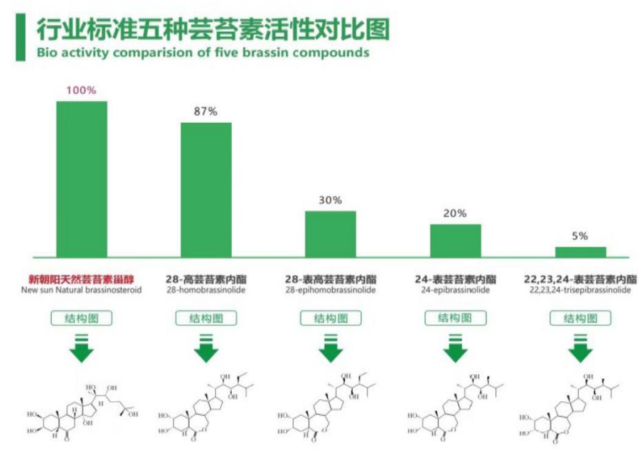 小麥拌種選新朝陽天然蕓苔素，讓小麥高產(chǎn)贏在起跑線上?。ㄐ←溤谑裁磿r(shí)候用蕓苔素效果最佳）